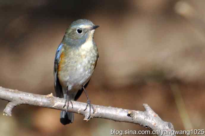 雄性红肋蓝尾鸲 wbr2