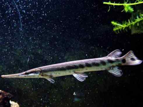 鱼类活化石：鳄雀鳝