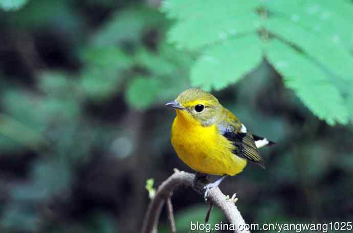 雄性绿背姬鶲（2）