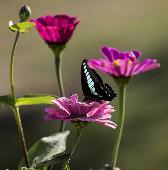 228.幸福像花儿一样美