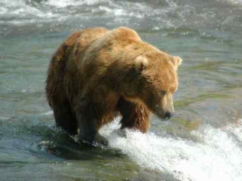 十大喜食蜂蜜动物:棕熊 十大喜食蜂蜜动物:棕熊