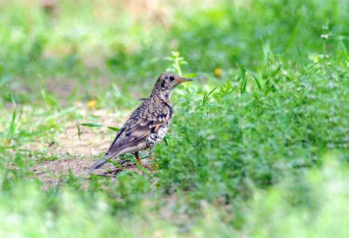 虎斑地鸫（记录版）