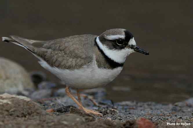 白河湾邂逅长嘴剑鸻