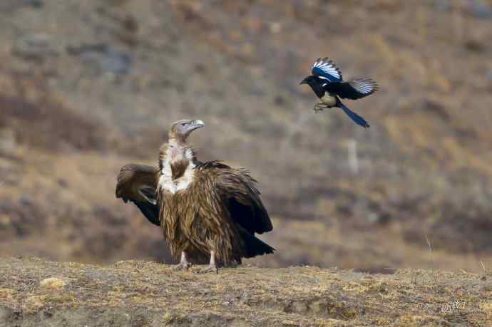 喜鹊鲜为人知的一面——顽强的领地捍卫者