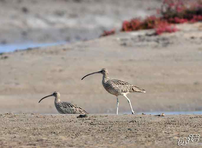河北乐亭 wbr路 wbr大杓鹬 河北乐亭 wbr路 wbr大杓鹬