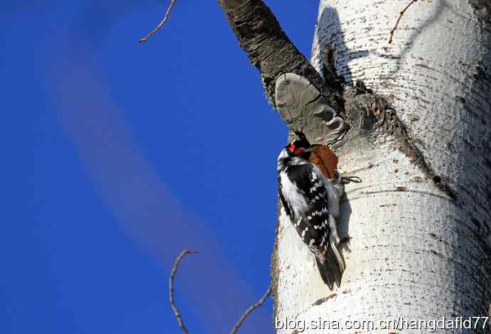 毛发啄木鸟 毛发啄木鸟