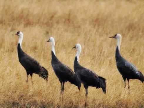 白头鸟系列：另类的美丽7（鸻鹬）