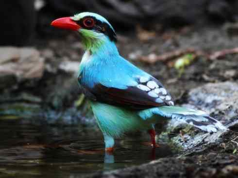 美丽无罪：雀鸟之绿鹊