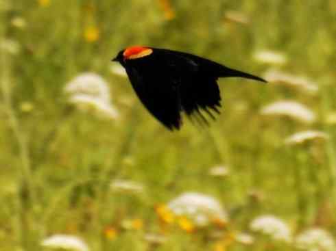 雀鸟也彪悍:小鸟也疯狂(红翅黑鹂) 雀鸟也彪悍:小鸟也疯狂(红翅黑鹂——拟鹂科的战斗种族)