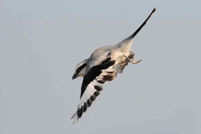 【新鸟】鹊鹞（雌）：野鸭湖之秋