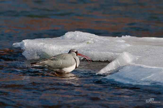 北京四季鹮嘴鹬