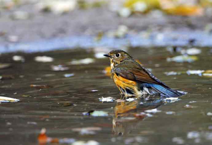 雌性红胁蓝尾鸲(7) 雌性红胁蓝尾鸲(7)