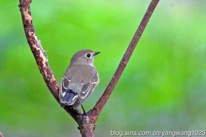秋天的红喉姬鹟（6）