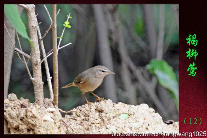 褐柳莺(12) 褐柳莺(12)