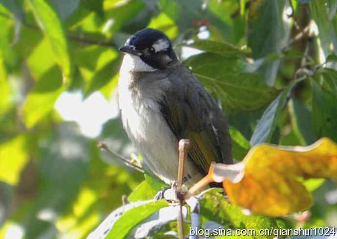 白头鹎的快乐生活(玉渊潭)