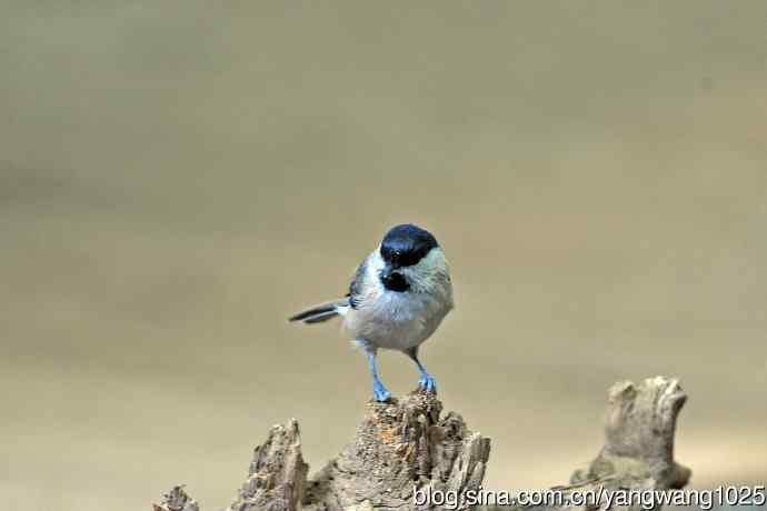 沼泽山雀(2) 沼泽山雀(2)