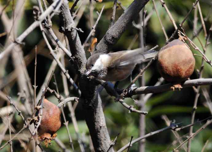 大年初一好收获（褐头山雀记录版）