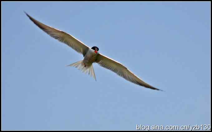 高尔基笔下的海燕是什么鸟？（组图）（蒙古行2）