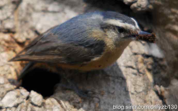 近距离观察黑头（组图）