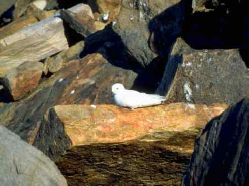 奇特的盔：雪海燕