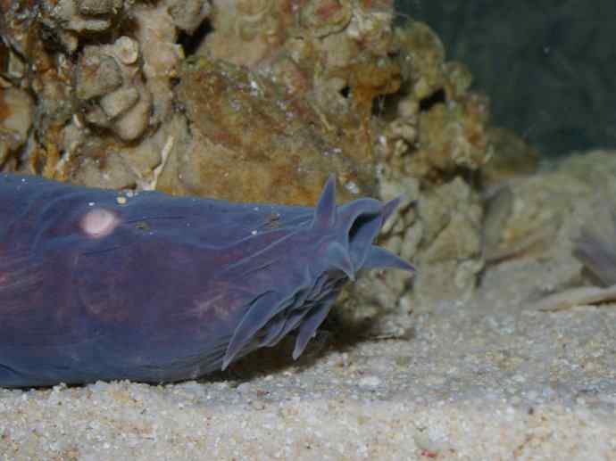 鱼类活化石:盲鳗 鱼类活化石:盲鳗