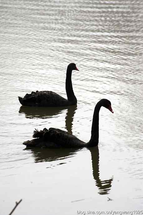 逆光拍摄黑天鹅 wbr1