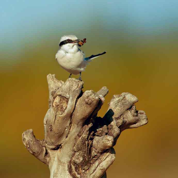 野鸭湖的楔尾伯劳吃什么？