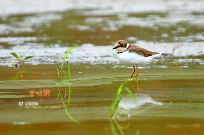 几张金眶鸻祝鸟友们国庆快乐