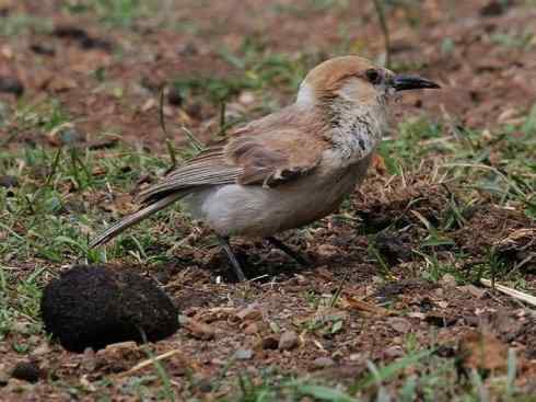 另类鸟类建筑师之二（褐背拟地鸦、雪雀）