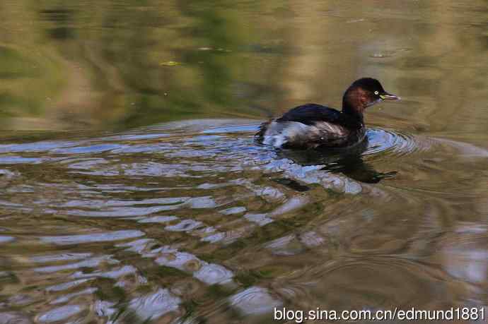 群鸭飞舞贺新岁 群鸭飞舞贺新岁