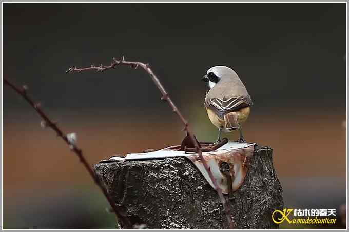 红尾伯劳一组【照片】