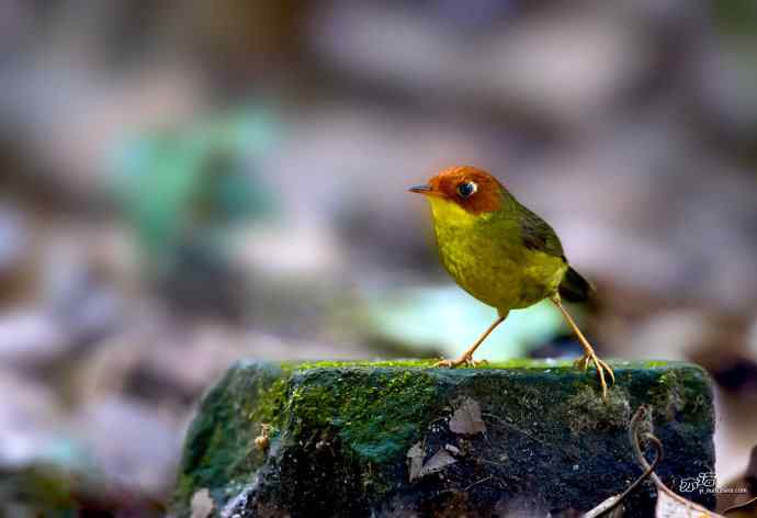 轻寒薄暖，再上川西