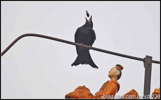 金海湖的鸟（1）鈥斺敽诰砦玻ㄗ橥迹