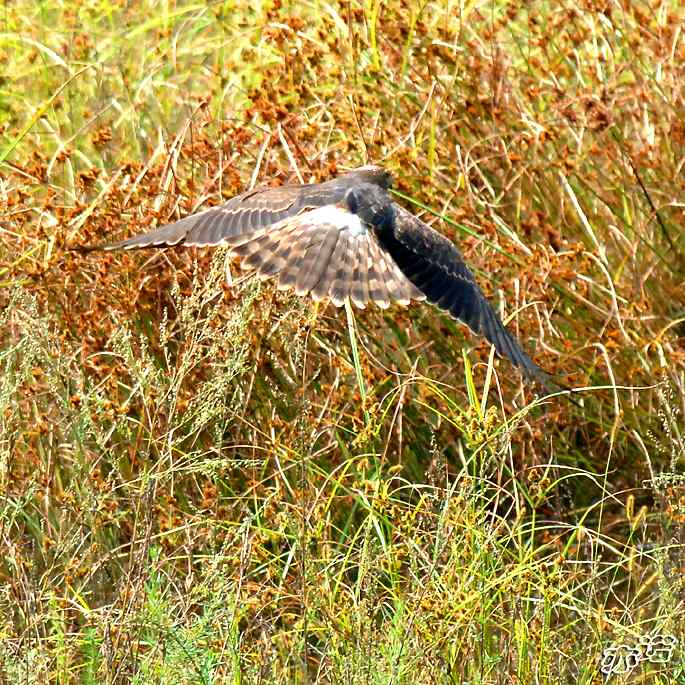 北京密云&nbsp;wbr路&nbsp;wbr白尾鹞