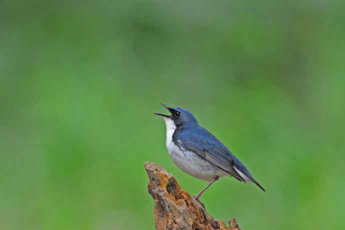 雄性蓝歌鸲（11）
