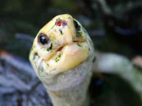 玄武：传说的兽原型探秘（潮龟）