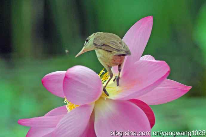 东方大苇莺与荷花（7）