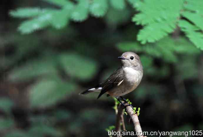 红喉姬鹟（19）