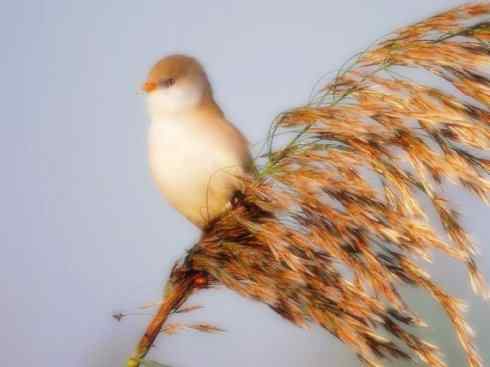 家禽驯化之源之二十