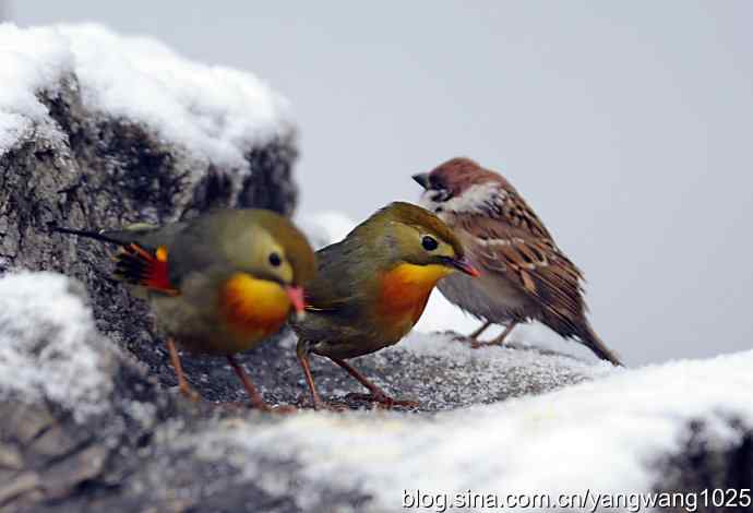 雪中相思鸟 wbr2