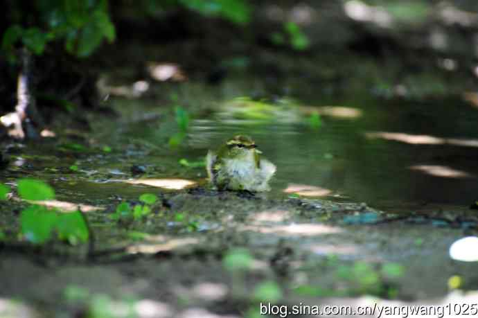 爽（洗浴的黄眉柳莺）2