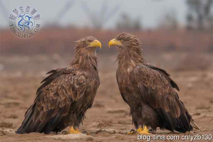 难忘断背山（组图，一个视频，20张图片）
