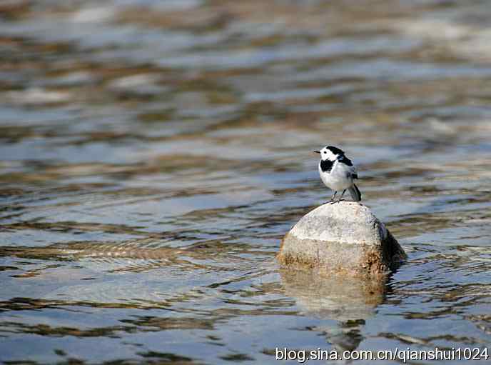 生境鸟片.风景独好