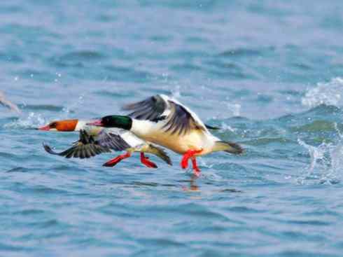 雁鸭之最之七（冠麻鸭、秋沙鸭、鹊鸭）