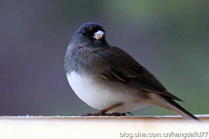 灰蓝色灯心草雀