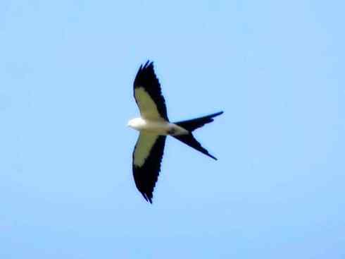 白头鸟系列：另类的美丽（燕尾鸢）