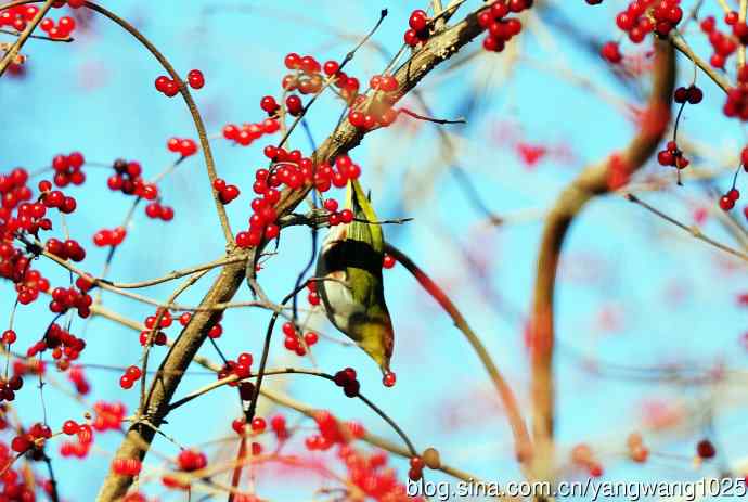 北京植物园的鸟类——红胁绣眼鸟（6）