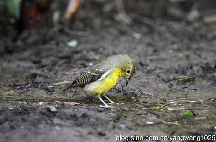 雌性绿背姬鹟（9）