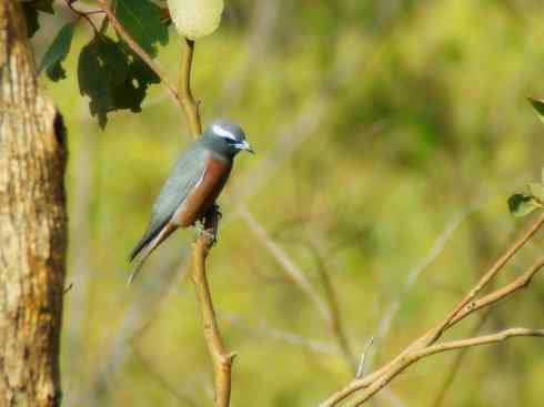 雀鸟也彪悍：空中精灵(燕鵙科)