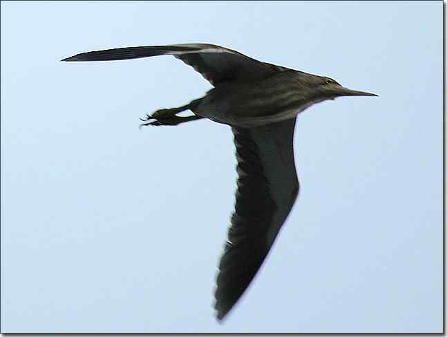 奥体公园观赏黑水鸡